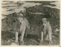Image of Eskimo [Inughuit] dogs, Frank and Grant